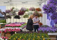 Visitors taking photo's of these purple beauties.